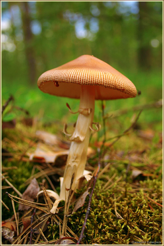 фотографии грибов. гриб поганка
