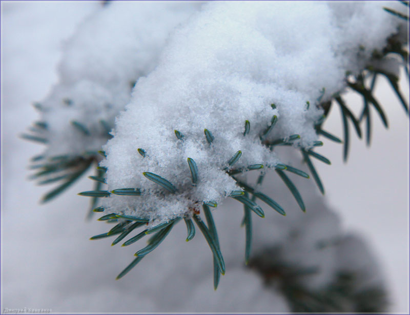 еловая веточка покрытая снегом