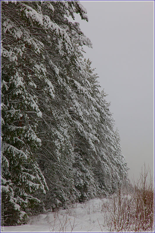 опушка зимнего леса, зимняя фотосъемка