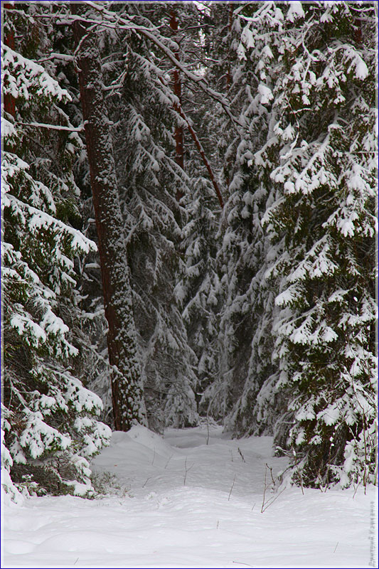 фото зимнего леса, как фотографировать зимний лес