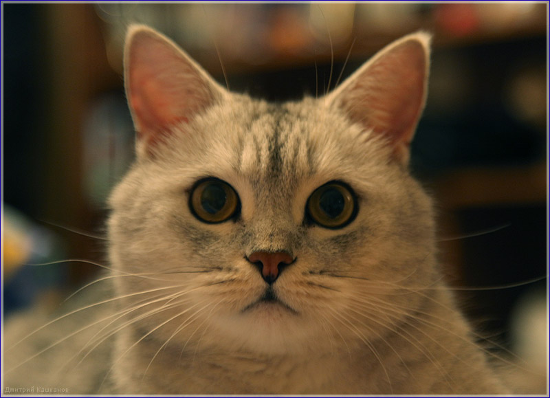 фотография кота, сделанная без использования вспышки