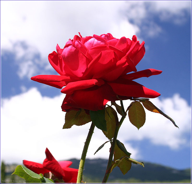 Фото красной розы на фоне синего неба и белых облаков