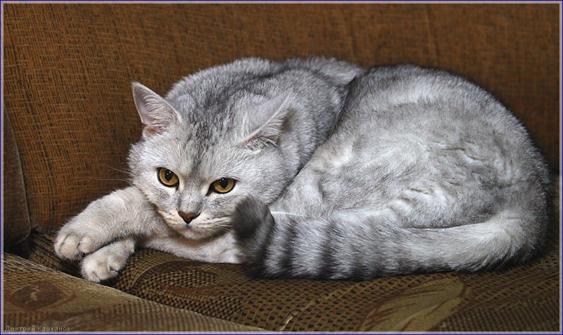 Фото британского серого кота на диване. Фото британских кошек