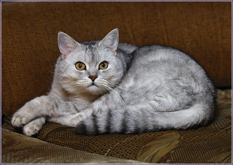 Испуганный серый кот. Фото британских кошек