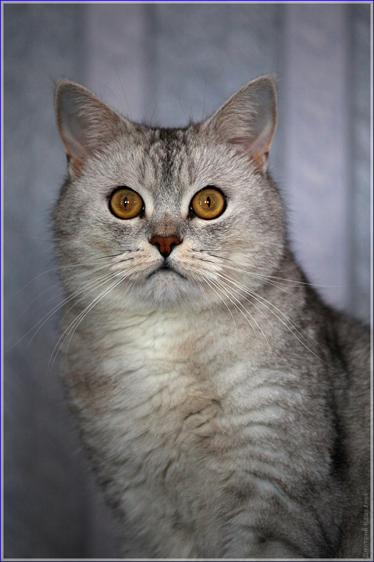 Портрет серого кота с желтыми глазами. Фото британских кошек