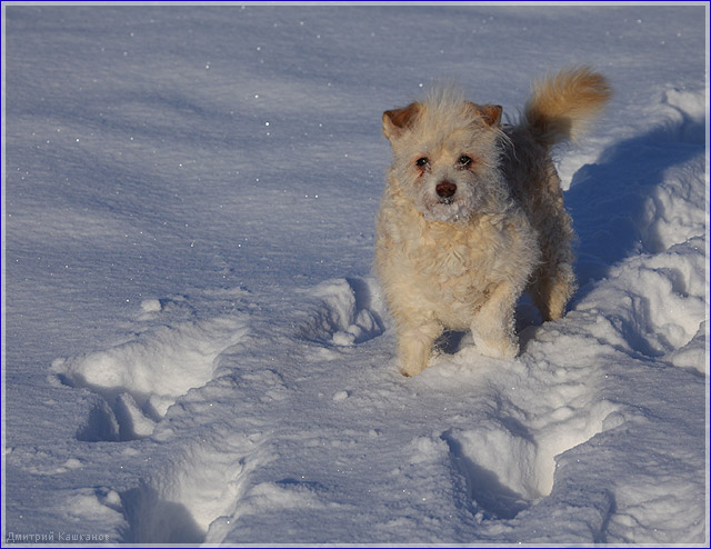 Собака в снегу. Фото маленькой собаки
