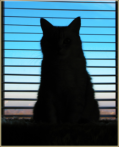 Фотография кошки у окна. Наблюдательный пункт для кошки. Кот на окне