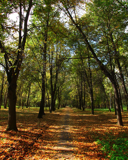 Осенний парк. Солнечный день. Тенистая аллея. Фото Дмитрия Кашканова
