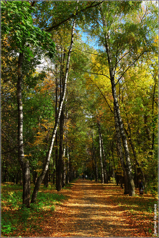 Аллея. Осенний парк. Парки Нижнего Новгорода. Фото Дмитрия Кашканова