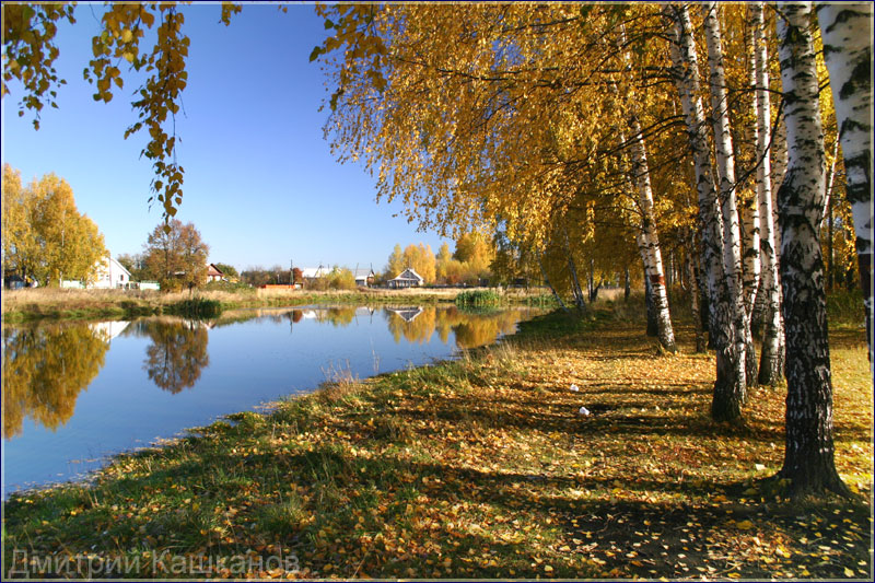 Осенний деревенский пейзаж с озером и березками. Фото.  Дмитрий Кашканов