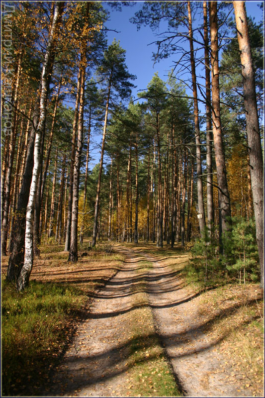 Дорога в осеннем лесу. Осенние фото. Дмитрий Кашканов