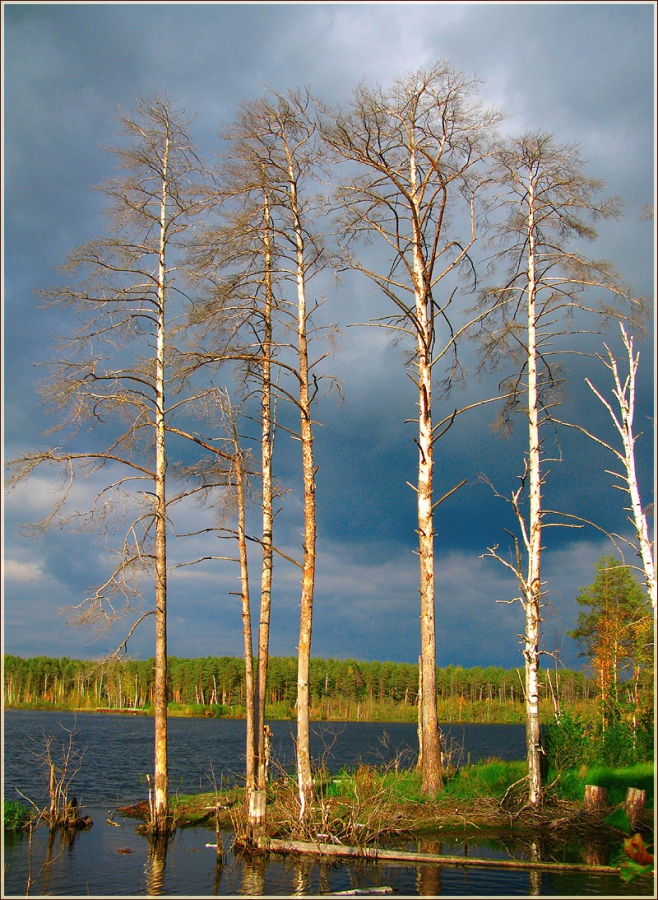 Святое озеро. Высохшие деревья