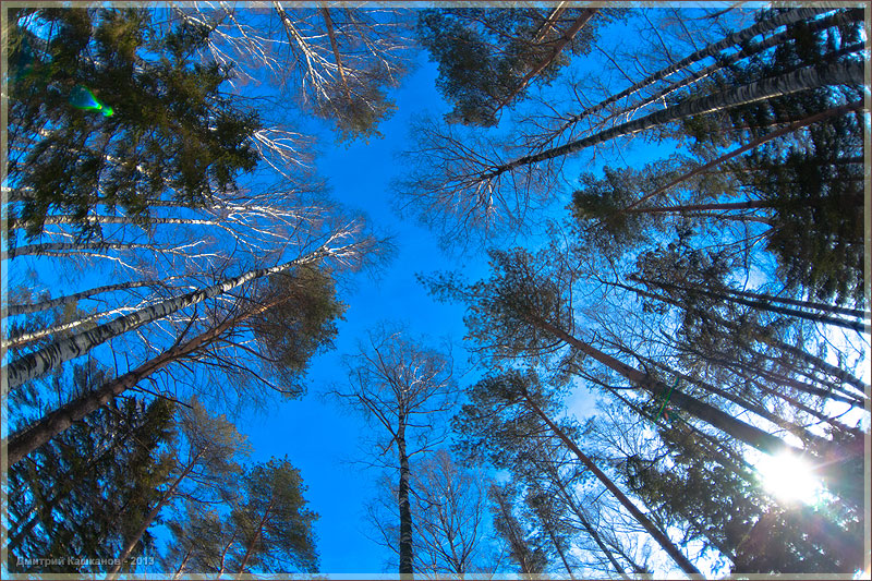 Зимний лес. Пейзаж. Голубое небо. Рыбий глаз