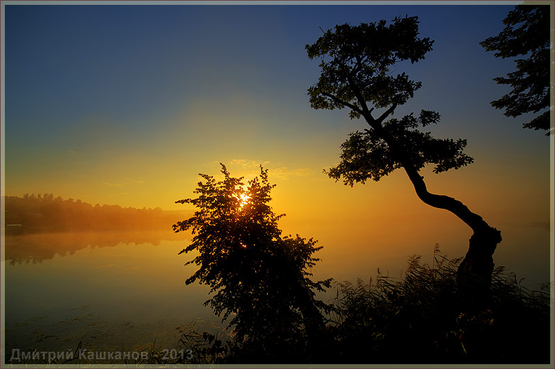 Красивый восход солнца. Кривое дерево у озера.  Фото