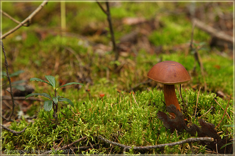 Натюрморт с грибом во мху. Осенний лес. Фото