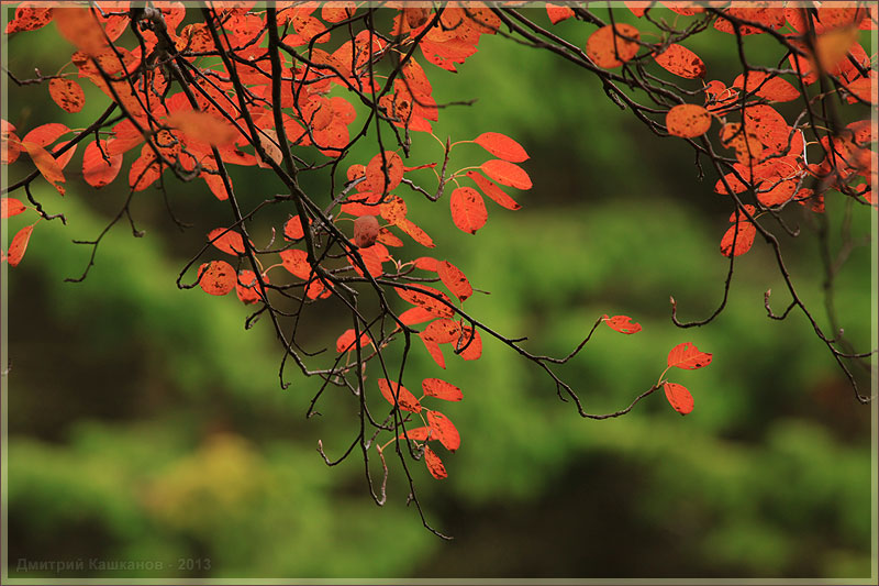 Красные осенние листья на зеленом фоне