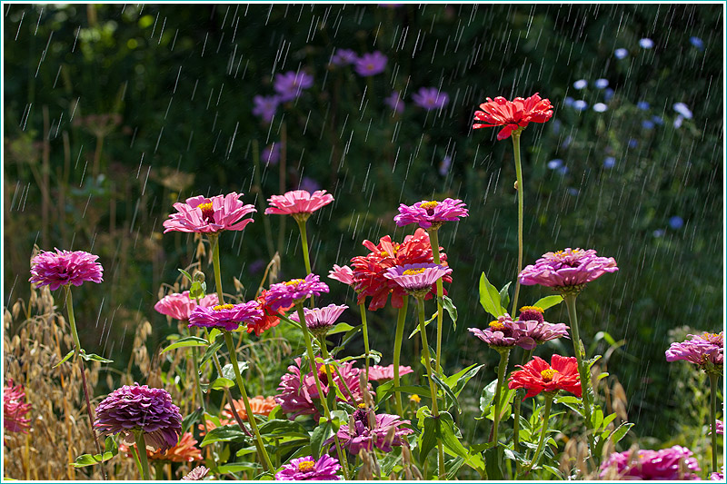 Грибной дождь. Фото цветов на клумбе под дождем