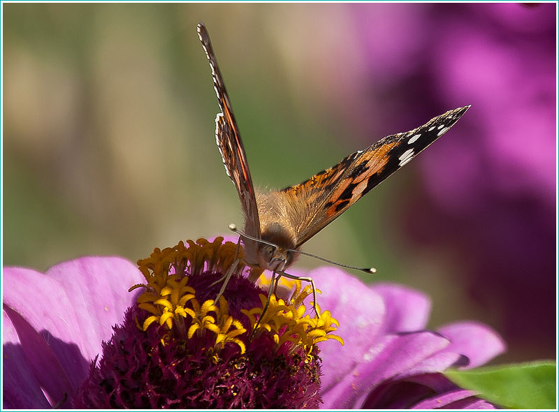 Бабочка крапивница на цветке