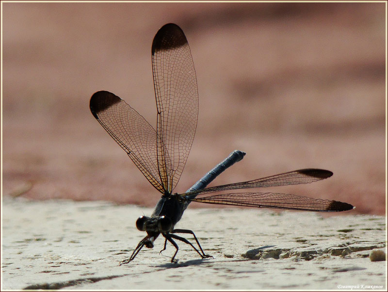 Фотография черной стрекозы. Black dragonfly
