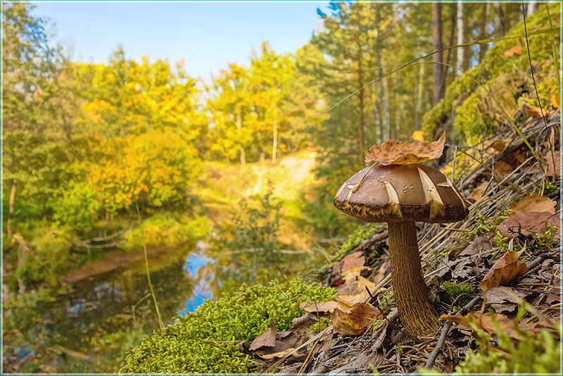 Осенний пейзаж с грибом на косогоре