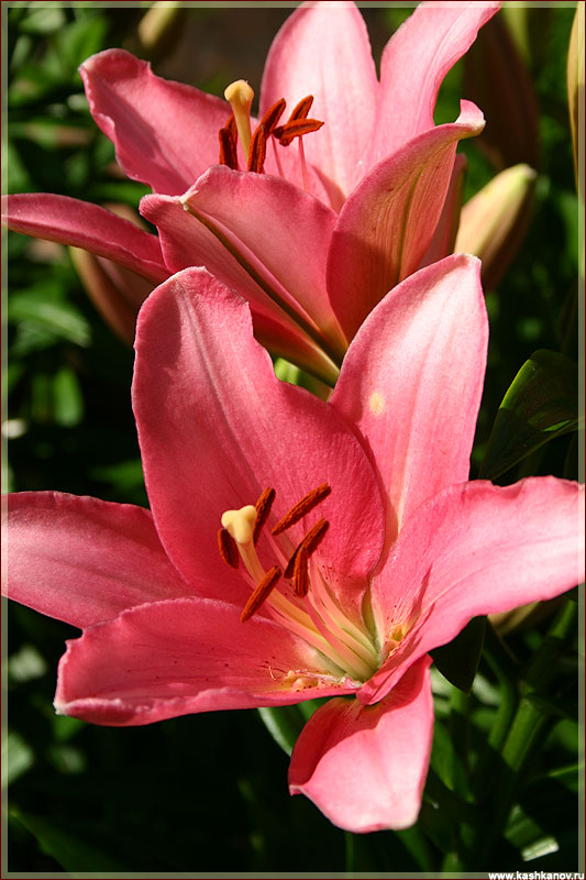 Фотографии цветов. Лилия розовая садовая