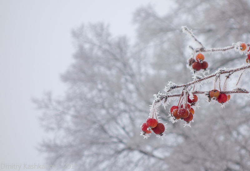 Красные яблоки в инее. Морозное туманное утро. Фото