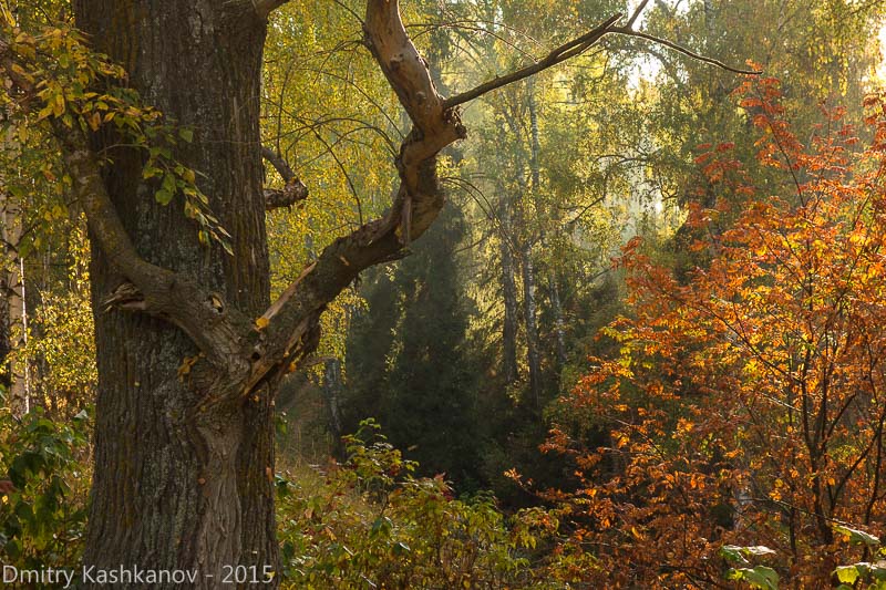 Фото осени. Краски осеннего леса