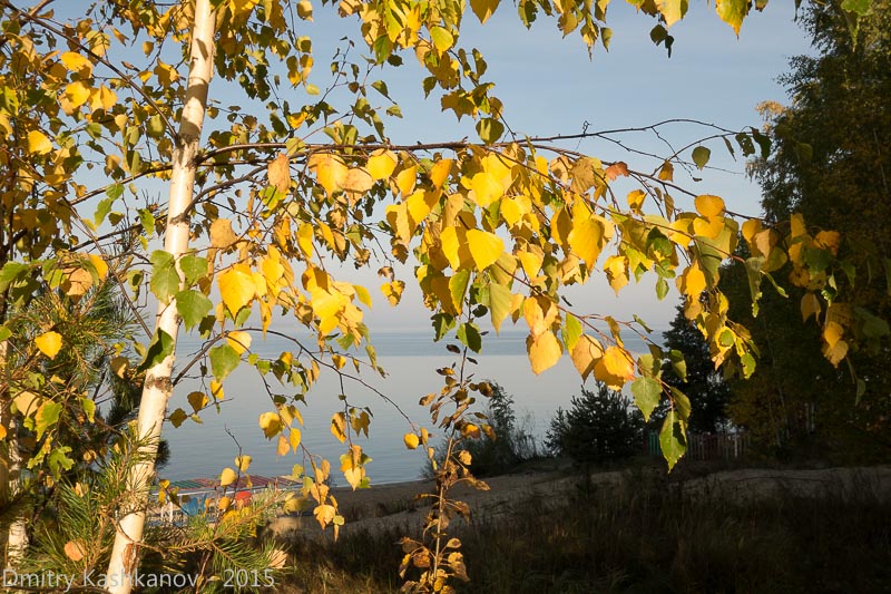 Осеннее утро с желтыми листьями и голубой водой