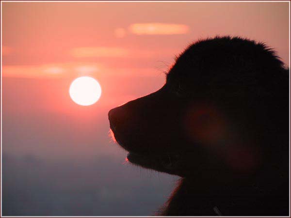 Собака и Солнце. Вечерний пейзаж с собакой