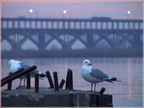 Чайки на закате. Борский мост через Волгу в Нижнем Новгороде
