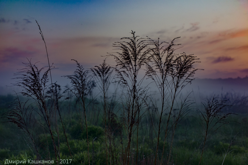 Туман, вечер, сухая трава