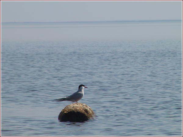 Крачка речная, сидящая на бревне. Горьковское море фото