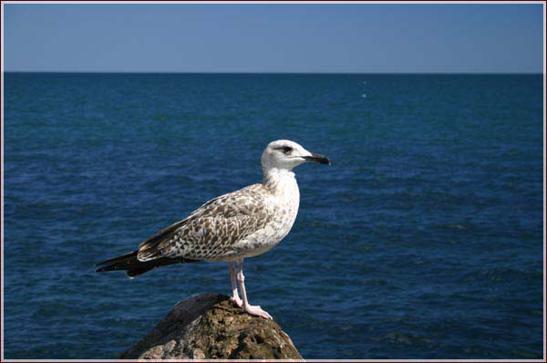 Чайка на камне. чайка птица фото. фото морских птиц. Seagull