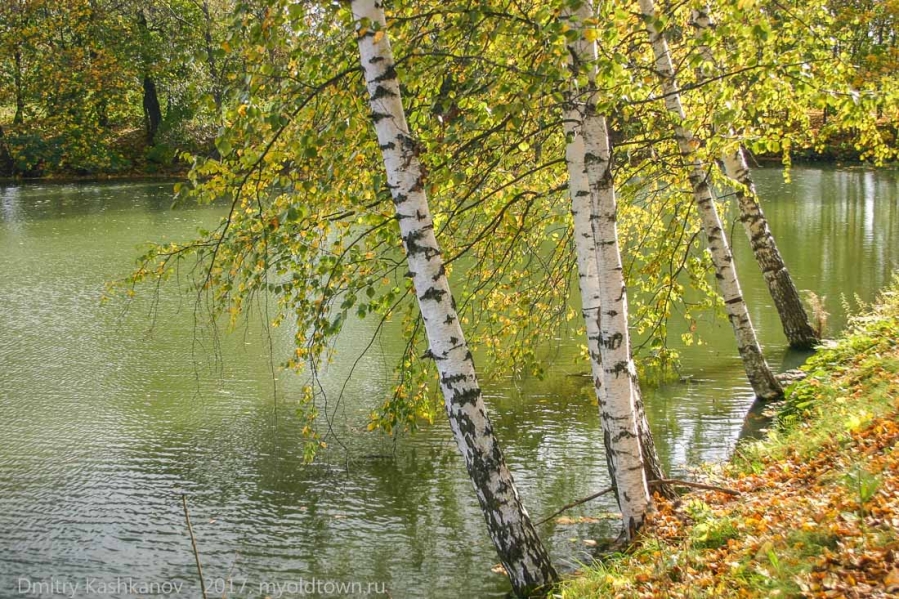 Нижний пруд и березы. Осеннее фото Болдино