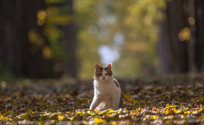 Фотография кота в осенней липовой аллее