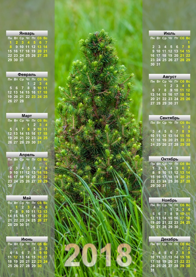 Скачать бесплатно календарь на 18 год. Канадская ель в траве