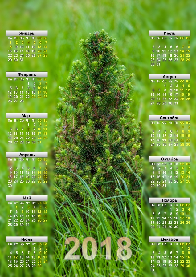 Скачать бесплатно календарь на 18 год. Канадская ель в траве. Формат А3
