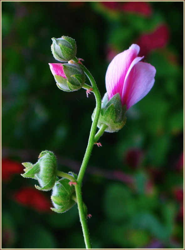 Бутон Мальвы садовой. Фото цветов высокого разрешения
