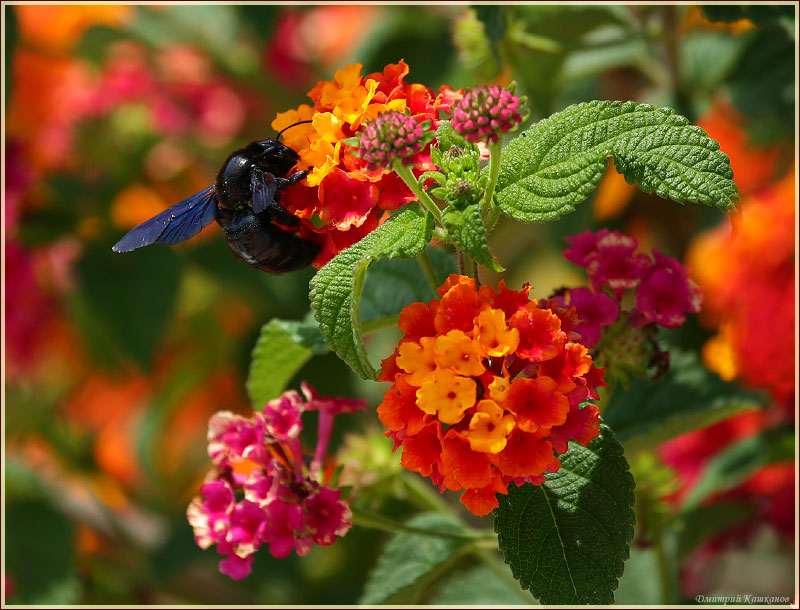 Большая черная муха, сидящая на цветке