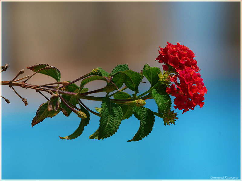 Красный цветок у бассейна