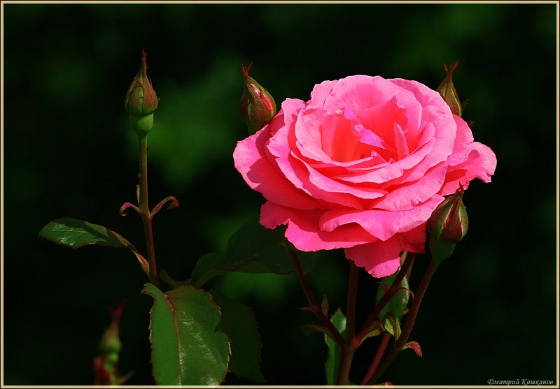Розовая роза и бутон