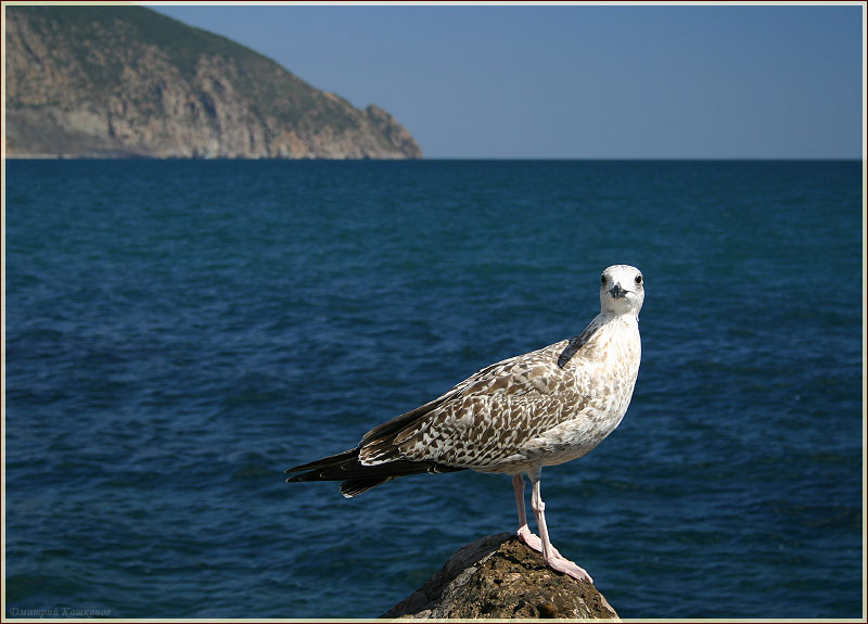 Фото чайки на фоне Медведь Горы. Черное море