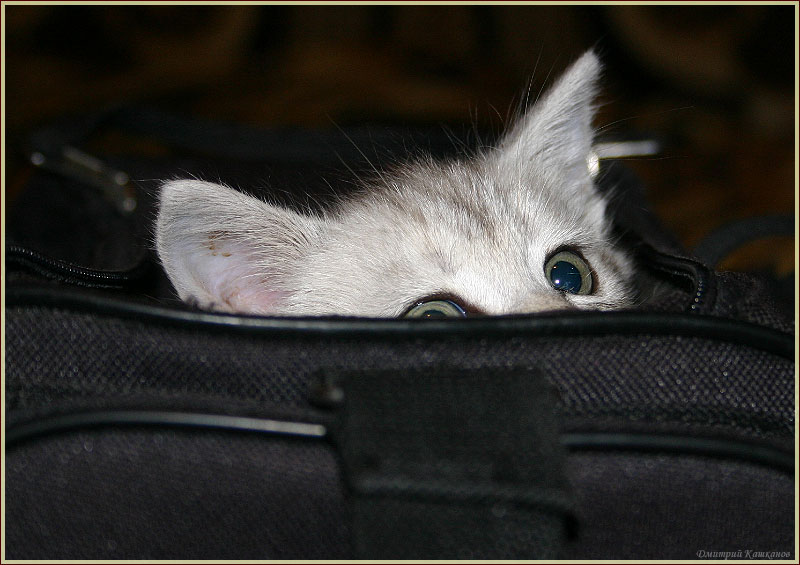 Котенок в сумке. Фотографии британских котят. Смешные котята