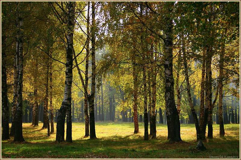 Осенний пейзаж. Осень в березовой роще. Фотографии осенних пейзажей