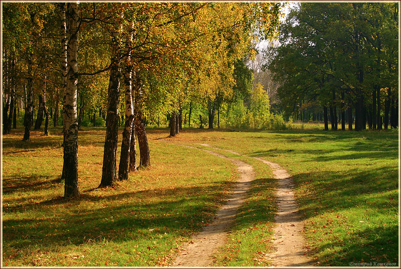 Дорога, по которой уходит лето. Осенние пейзажи. Фото осеннего леса. Лесная  дорога