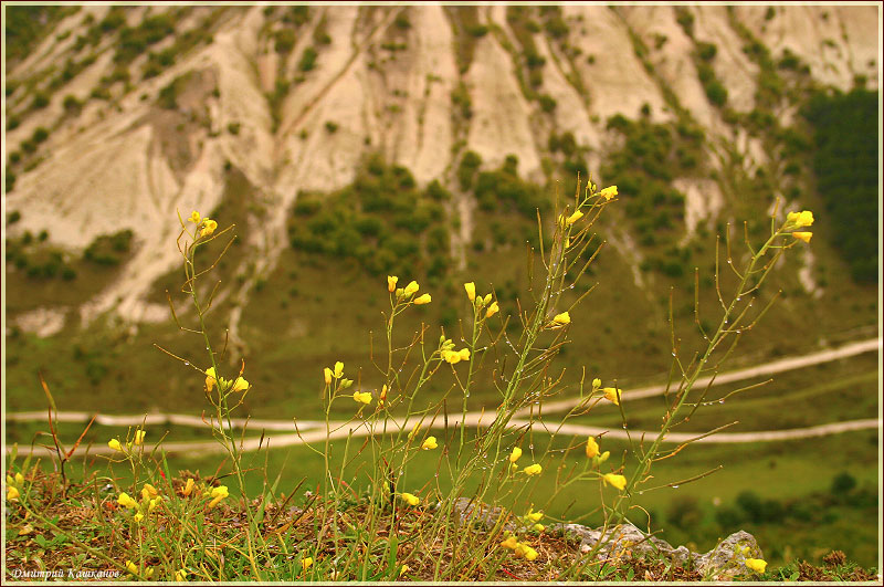 Чуфут-кале. Цветы на краю обрыва. Фото высокого разрешения