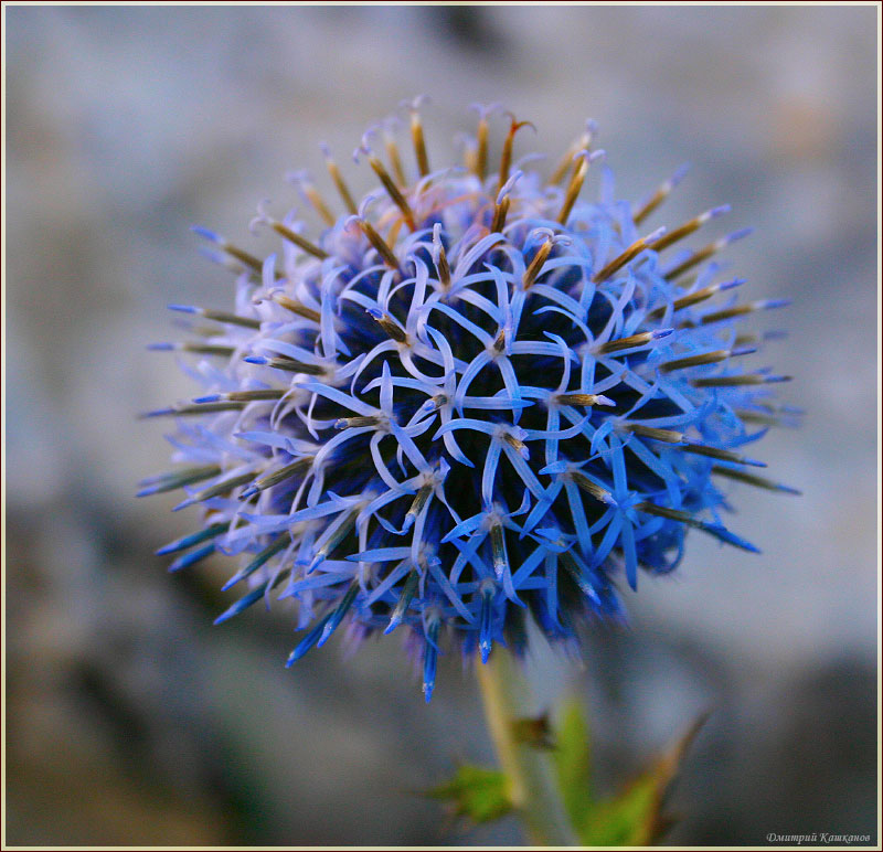 Цветы высокогорья. Синий цветок, растущий на скалах