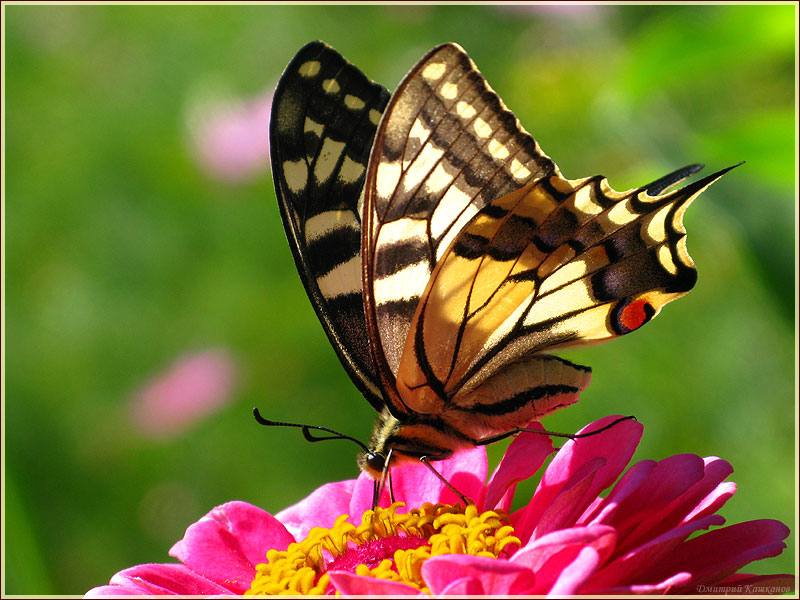 Взмах крыла бабочки. Самые красивые бабочки.  Махаон фото. Бабочки картинки