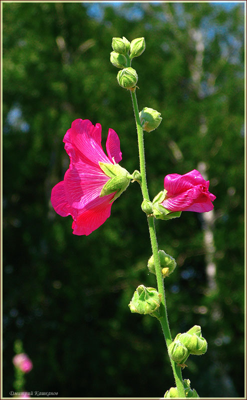 Садовая мальва. Бордовый цветок. Фото садовых цветов