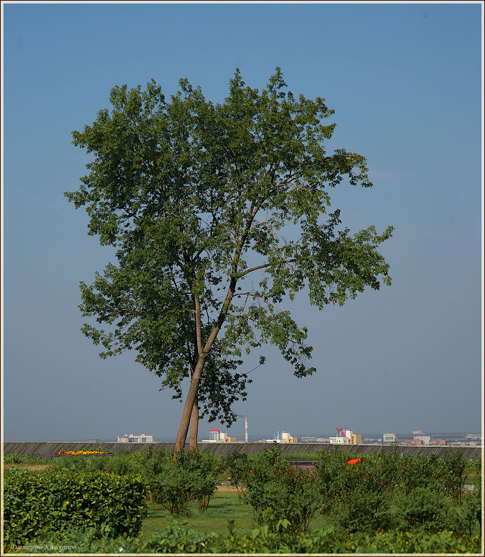 Одинокое дерево над городом. Фото Нижнего Новгорода. Нижегородский Кремль